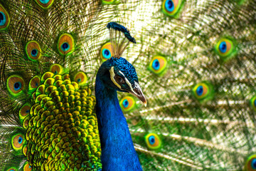 Obraz premium peacock with feathers
