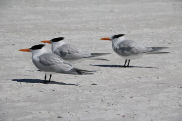 Sterninae Terns at Siesta Key on Crescent Beach, Florida USA