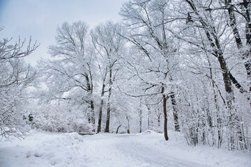 Fototapeta na wymiar Winter scene with snow covered trees and roads in a park, Brooklyn, NY. Cold weather