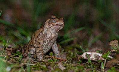 Männliche Erdkröte (Bufo bufo) auf Brautschau