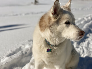 Husky dog in the snow