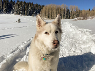 Husky dog in the snow