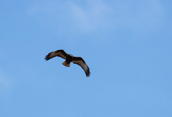 Golden Eagle in Flight
