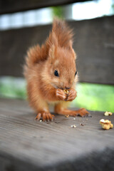 A small red squirrel sits on a bench and gnaws a nut with its paws