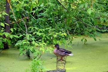 A duck sits on a log in an overgrown old pond. Waterfowl in nature. A pond covered with duckweed and greenery on a sunny day. Domestic duck close-up.