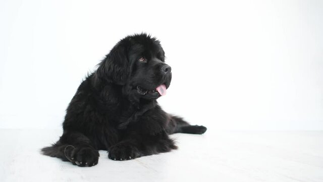 newfoundland dog on white background