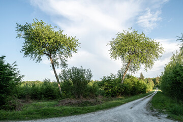 En été ces deux arbres se détachent dans un ciel bleu.