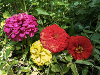 wild flowers by the roadside