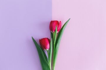 Tender pink tulips on pastel violet and pink background. Greeting card for Women's day. Flat lay.