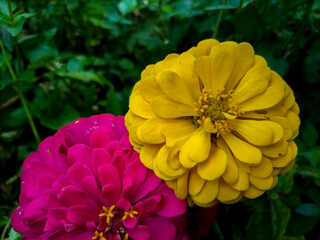 wild flowers by the roadside