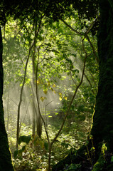 Fototapeta na wymiar Landscape with sunrays in the woods, hazy sunny day, mossy trees in shadow