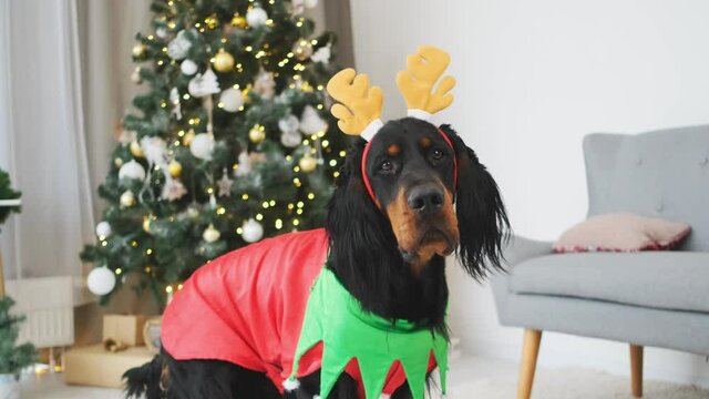 Scottish setter dog wearing festive rim and elf suit sitting next to decorated christmas tree at home