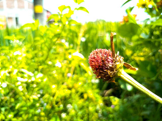 wild flowers by the roadside
