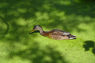A duck swims in an overgrown old pond. Waterfowl in nature. A pond covered with duckweed and greenery.