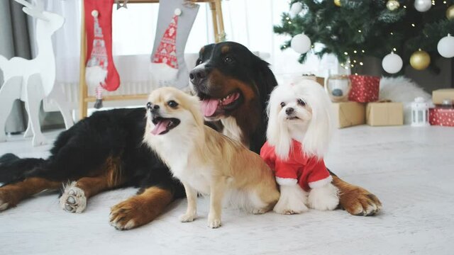Maltese dog in santa suit beside chihuahua and bernese mountain dog in room with decorated christmas tree