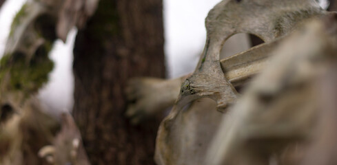 Bone totem in the middle of the forest