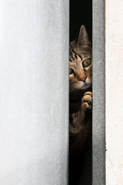 Gato detrás de la puerta