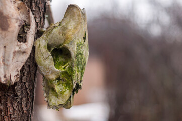 Bone totem in the middle of the forest