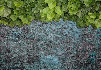 Green ivy grows on old brick wall. Old stone wall with ivy as background.