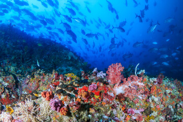 Plakat Beautiful, colorful soft corals on a tropical reef in the Mergui Archipelago, Myanmar