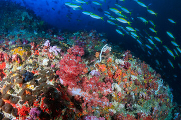 Beautiful tropical coral reef with soft corals and colour at Black Rock in the Mergui Archipelago of Burma