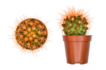 cactus in a pot in two projections cut out on a white background