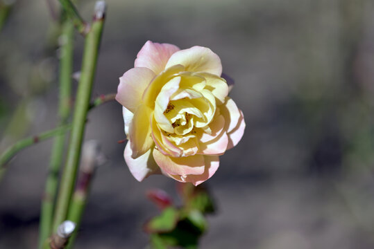 「フランク」の写真素材 315件の無料イラスト画像 Adobe Stock