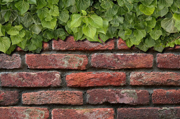 Green ivy grows on old brick wall. Old stone wall with ivy as background.