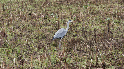 Graureiher oder Fischreiher (Ardea cinerea) mit weiß Gefiederauf Stirn und Oberkopf, grauweiß Hals und grau mit weißen Bändern auf dem Rücken und lange gelblich Schnabel