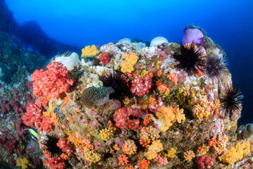 Fototapeta na wymiar Beautiful tropical coral reef with soft corals and colour at Black Rock in the Mergui Archipelago of Burma