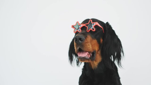 Scottish setter dog muzzle with starred sunglasses on white wall background