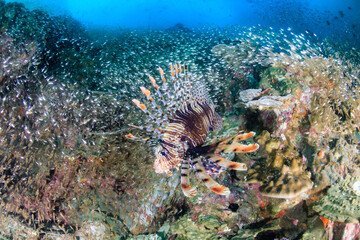 Fototapeta na wymiar Common Lionfish on a coral reef at Black Rock in the Mergui Archipelago, Myanmar