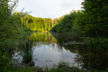 Un été au borde d'un étang en forêt