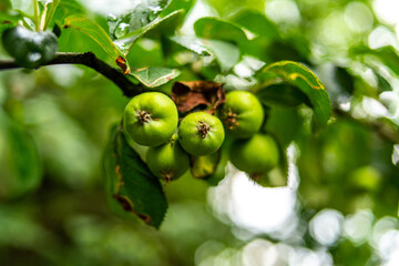green apples on tree