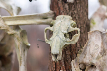 Bone totem in the middle of the forest