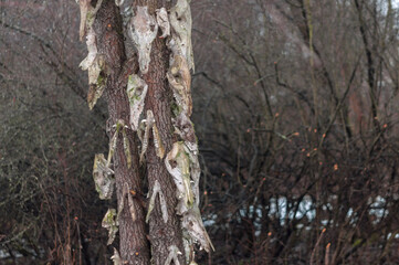 Fototapeta premium Bone totem in the middle of the forest