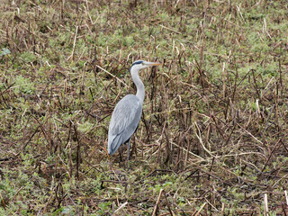 (Ardea cinerea) Graureiher oder Fischreiher auf der Suche nach Nahrung mitten auf einem Feld en Allemagne