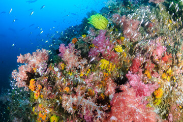 Fototapeta na wymiar Beautiful, colorful soft corals on a tropical reef in the Mergui Archipelago, Myanmar