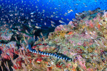 Banded Sea Snake on a colorful coral reef at Koh Bon, Similan Islands