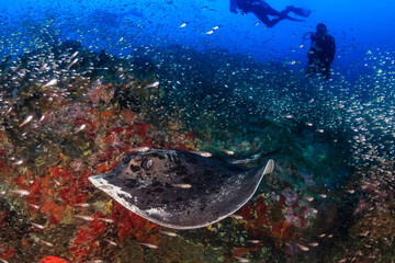 Huge Marble Ray on a tropical coral reef with background SCUBA divers