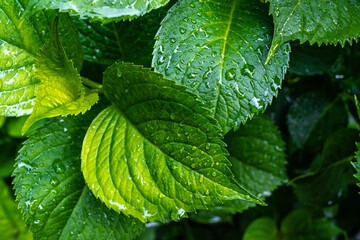 green leaf with water drops