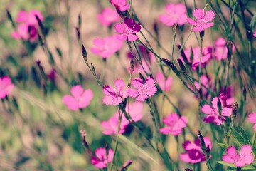 Maiden Pink or Heidenelke or Dianthus deltoides. Lots of Maiden Pink blooming buds on a sunny meadow on a summer day. Many pink wildflowers in a summer meadow. Floral pink green sunny wallpaper.