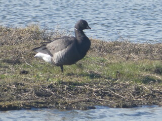 bernache Noirmoutier