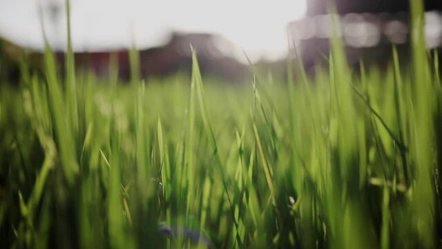 Close up of green brush in rice field