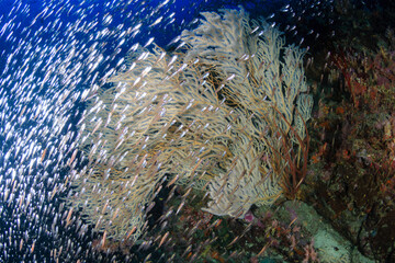 Beautiful Gorgonian Seafan surrounded by tropical fish in Myanmar