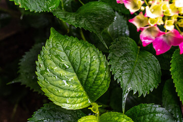 close up of leaves