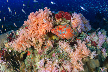 Fototapeta na wymiar Colorful Coral Grouper on a coral reef in the Mergui Archipelago (Myanmar)