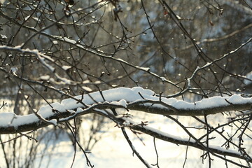 Snow-covered branches of an apple tree with dry fruits and leaves on a blue sunny background of the winter garden. Snow flies from the branches of the apple tree with shining highlights in sunlight. 