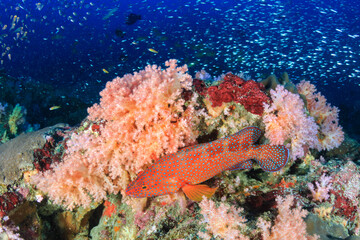 Colorful Coral Grouper on a coral reef in the Mergui Archipelago (Myanmar)