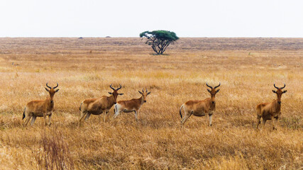 Fototapeta premium deer in the savannah